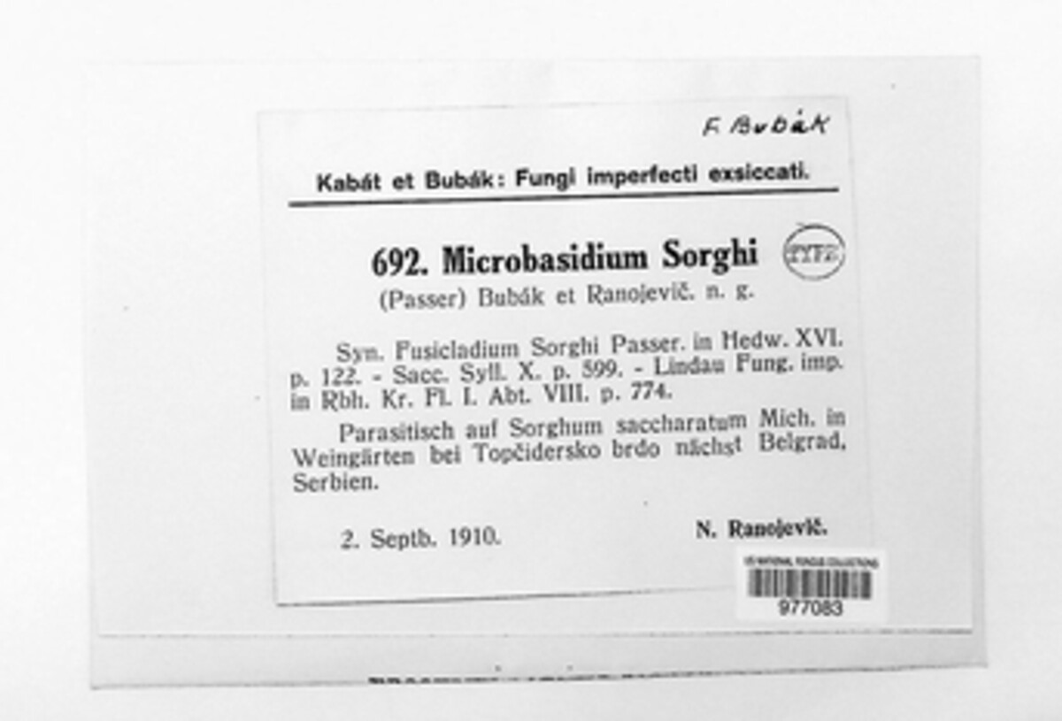 Microbasidium sorghi image